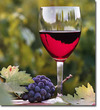 Bulgaria participates in European project for the development of wine tourism